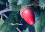 XmasCard acorn
