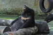 sleepy bear