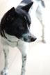 black dog