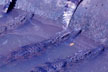 blue crocodiles