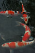 koi pond