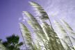 long stemmed grass