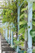 vines on posts