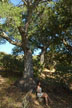 girl under tree