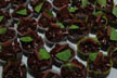 mint brownies